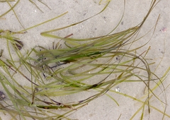 Zostera muelleri
