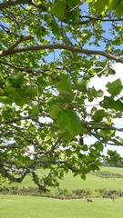 Platanus
