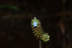 Lavandula gibsonii