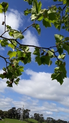 Platanus