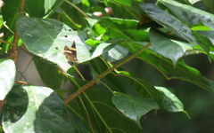 Abisara fylla