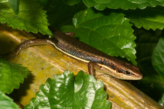 Trachylepis affinis