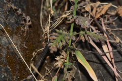 Lavandula gibsonii