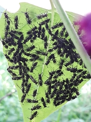 Protopolybia exigua