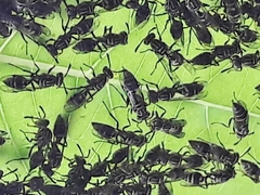 Protopolybia exigua