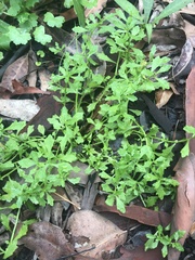 Centipeda minima minima