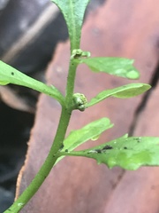 Centipeda minima minima