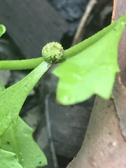 Centipeda minima minima