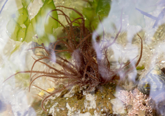 Grateloupia subpectinata