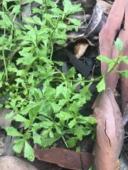 Centipeda minima minima