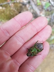 Stethaspis suturalis