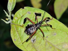 Acanthocephalini
