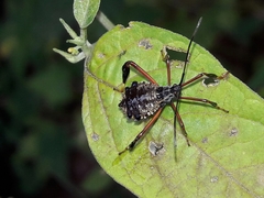 Acanthocephalini