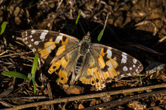 Vanessa cardui
