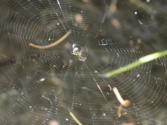 Leucauge argentina