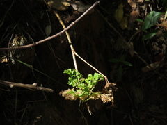 Glia prolifera