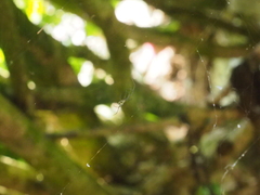 Leucauge argentina