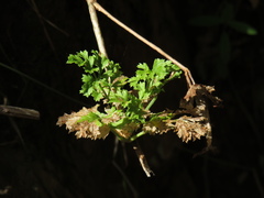 Glia prolifera