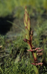 Disa ophrydea