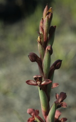 Disa ophrydea