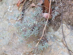 Crassula pruinosa