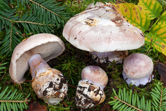 Cortinarius dibaphus