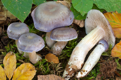 Cortinarius croceocoeruleus