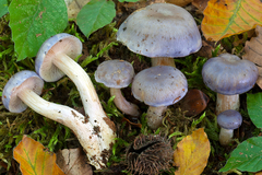 Cortinarius croceocoeruleus