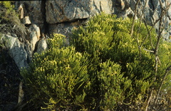Brunia paleacea