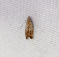 Anacampsis fullonella
