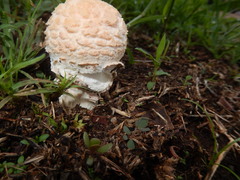 Saproamanita nauseosa
