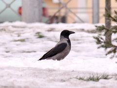 Corvus cornix