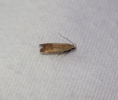 Anacampsis fullonella