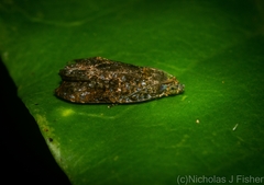 Podognatha vinculata