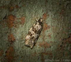Barea eucapnodes