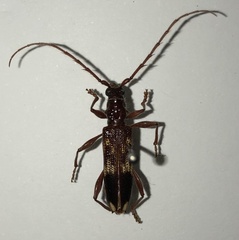 Coptocercus aberrans