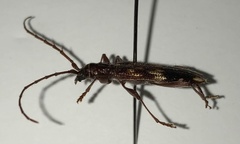 Coptocercus aberrans