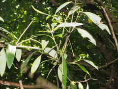 Avicennia alba
