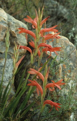 Watsonia spectabilis