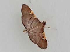 Omiodes simialis