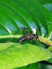 Camponotus lespesii