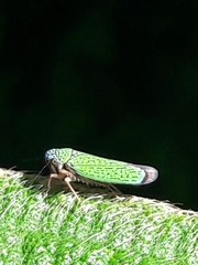 Versigonalia vermiculata