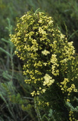 Erica leucanthera