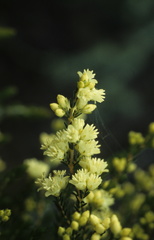Erica leucanthera