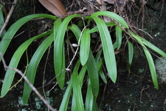 Liparis reflexa