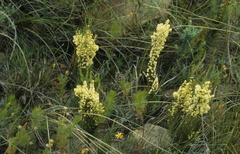Erica leucanthera