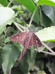 Chioides