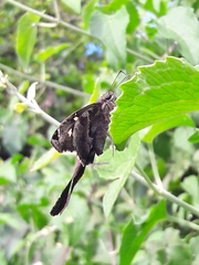 Chioides