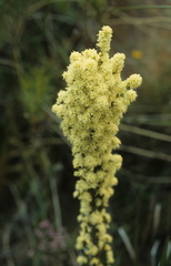 Erica leucanthera