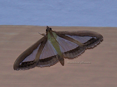 Cydalima